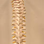 Spinal Column Back View