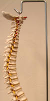 Spinal Column Side View