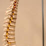 Spinal Column Side View