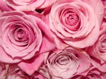 Pink Rose Boquet Close Up by FantasyStock