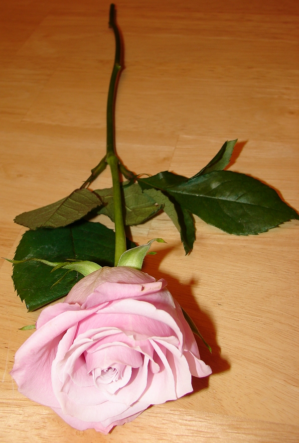 Pink Valentine's Day Rose 1