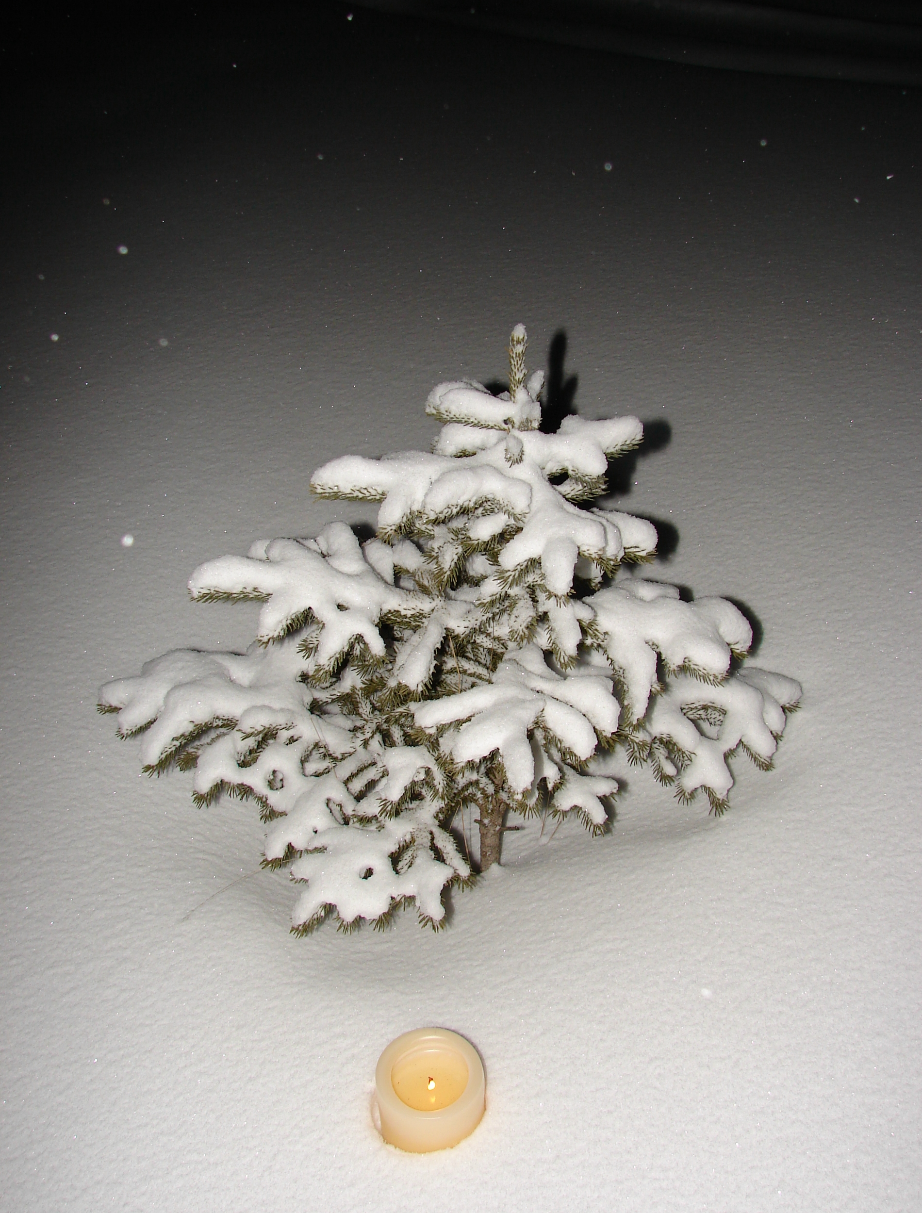 Snow Covered Tree + Candle