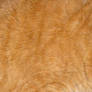 Orange Tabby Cat Fur Texture