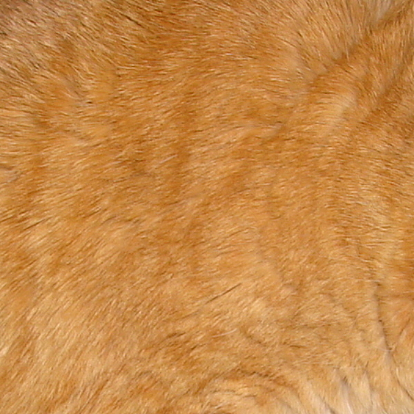 Orange Tabby Cat Fur Texture