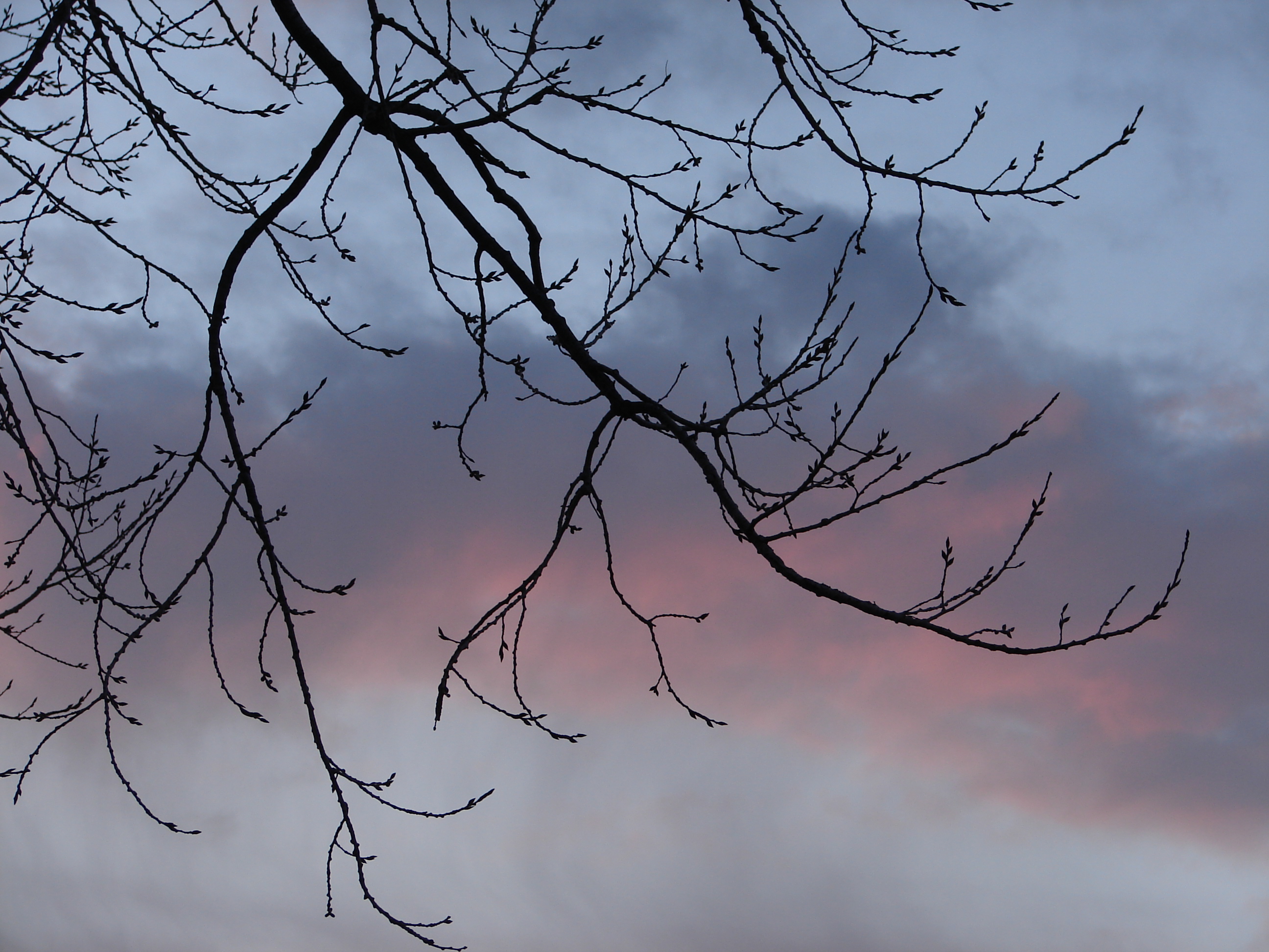 Bare Tree Dawning Sky Clouds 4