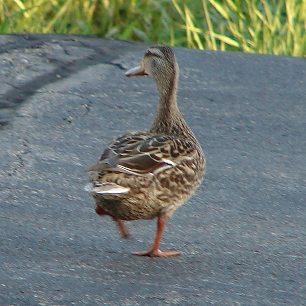 Duck in the Road from Behind