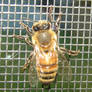 Trapped Honey Bee Macro Shot