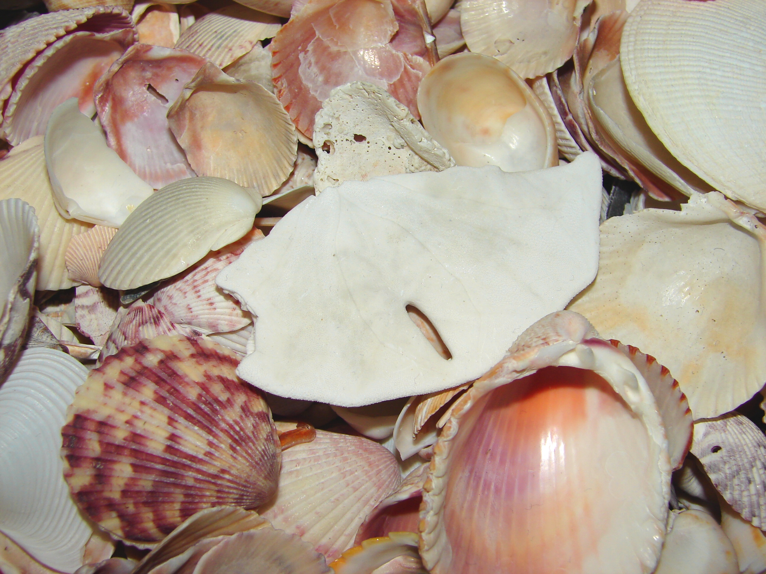 Seashells Stock Texture by FantasyStock