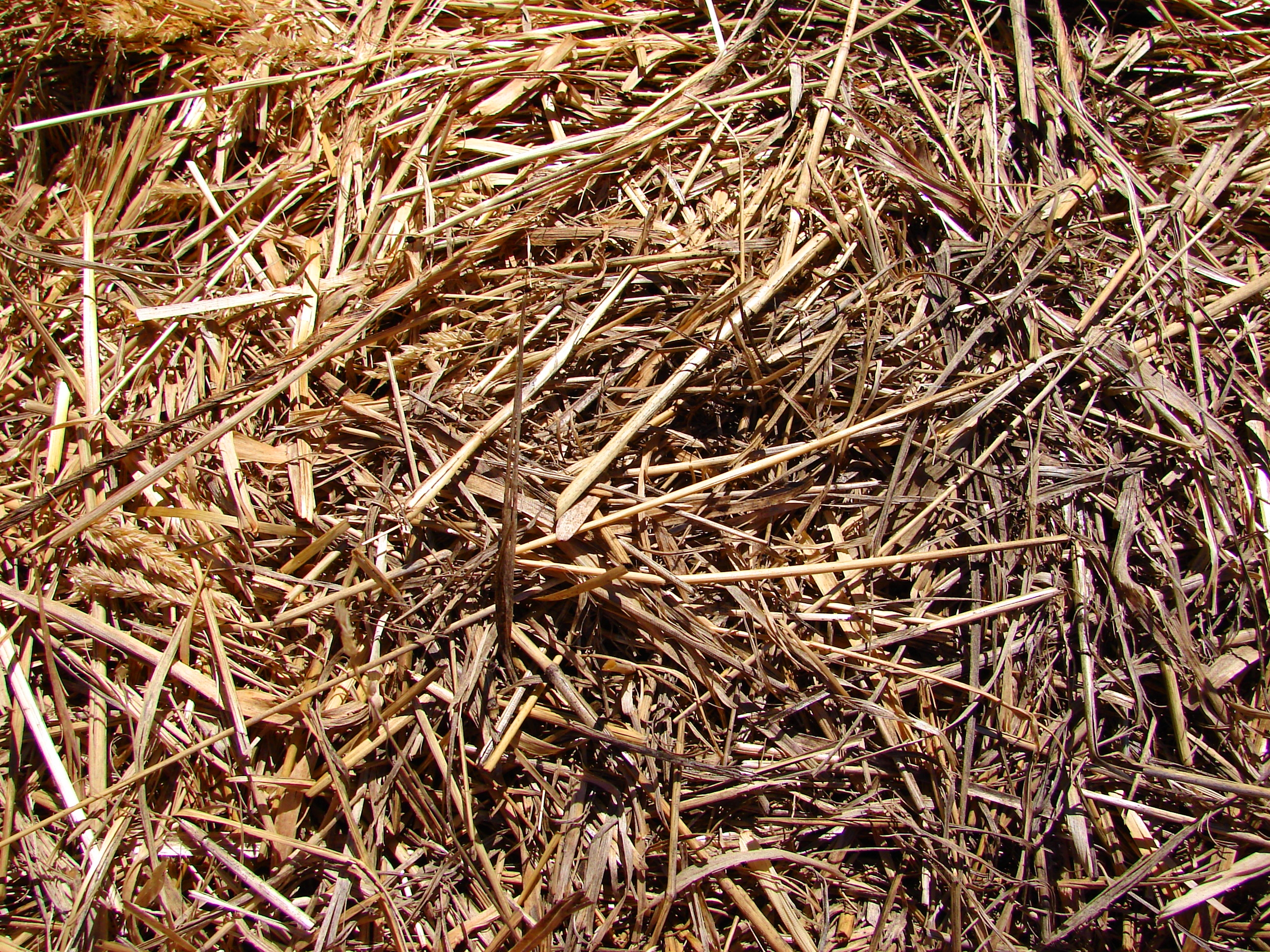 Hay Straw Farm Texture