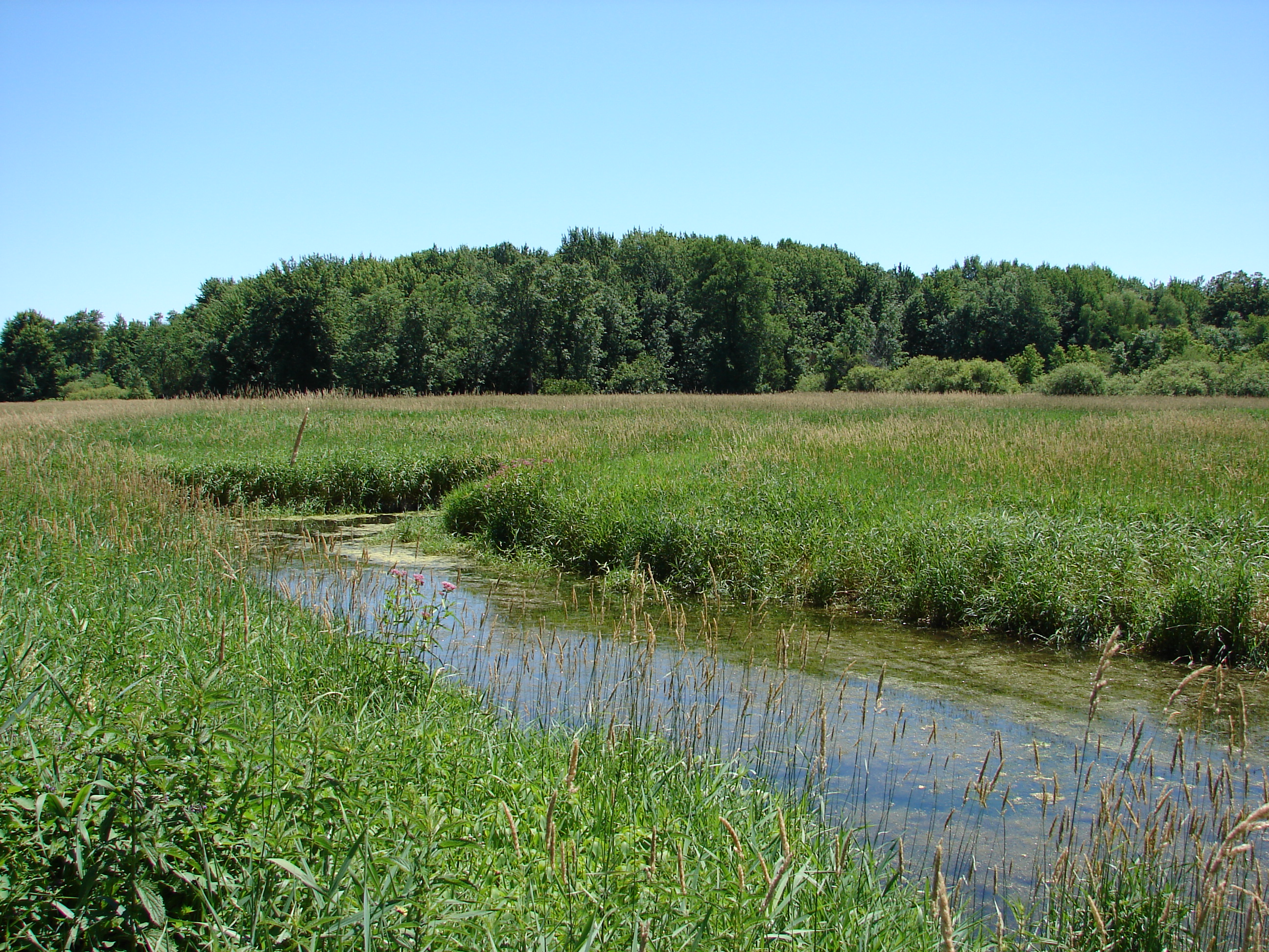 Wetland Nature Background 1