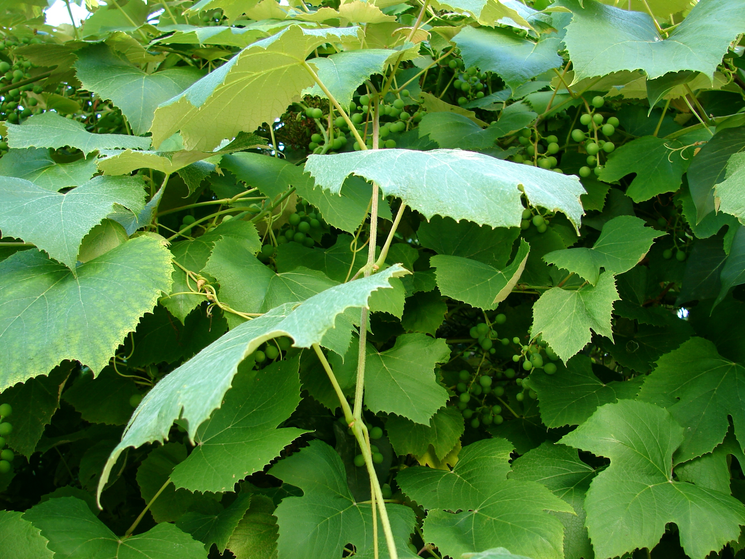 Grape Vine Leafy Background 1