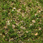 Seamless Moss Plant Texture