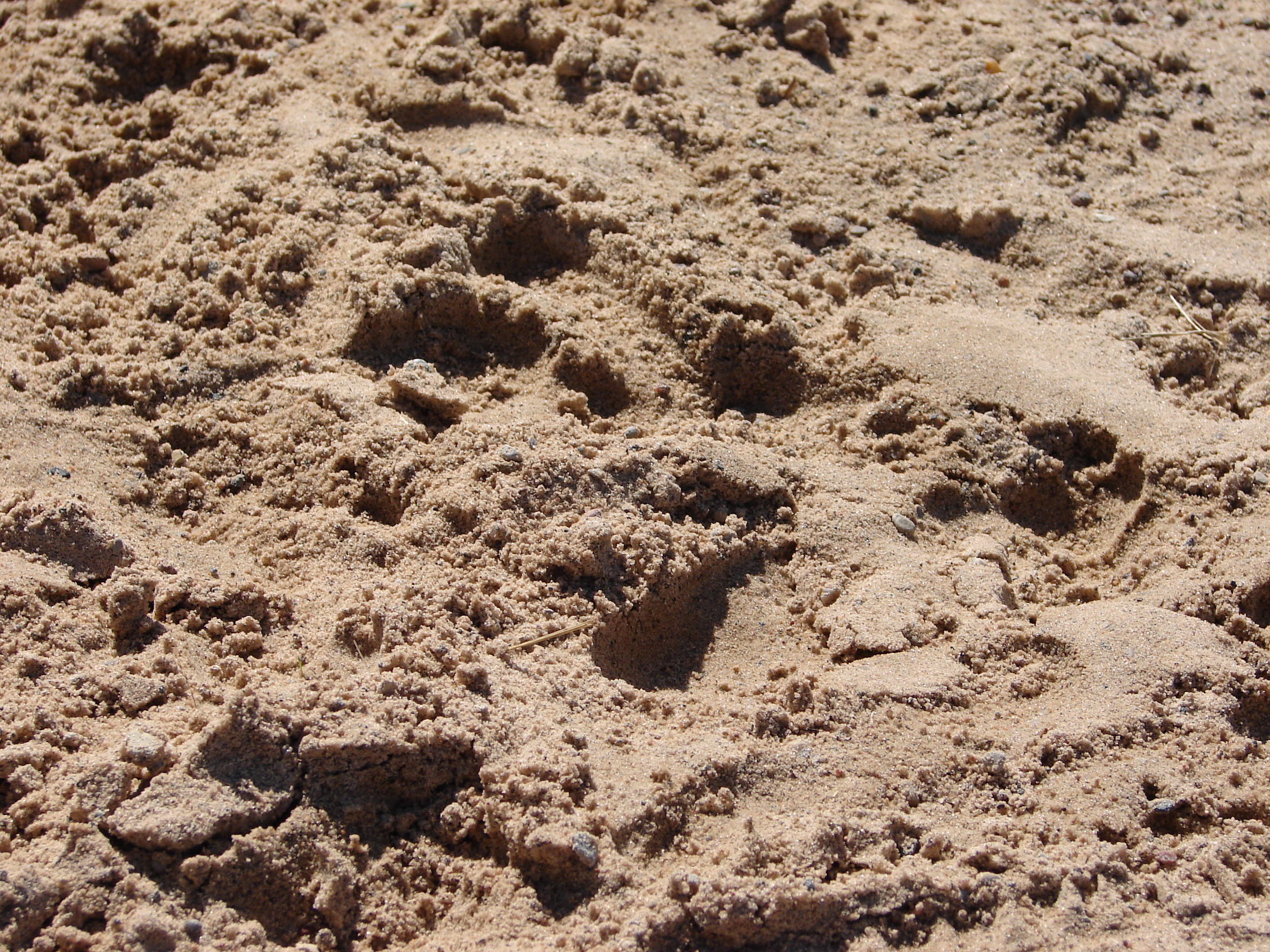 Gritty Beach Sand Texture
