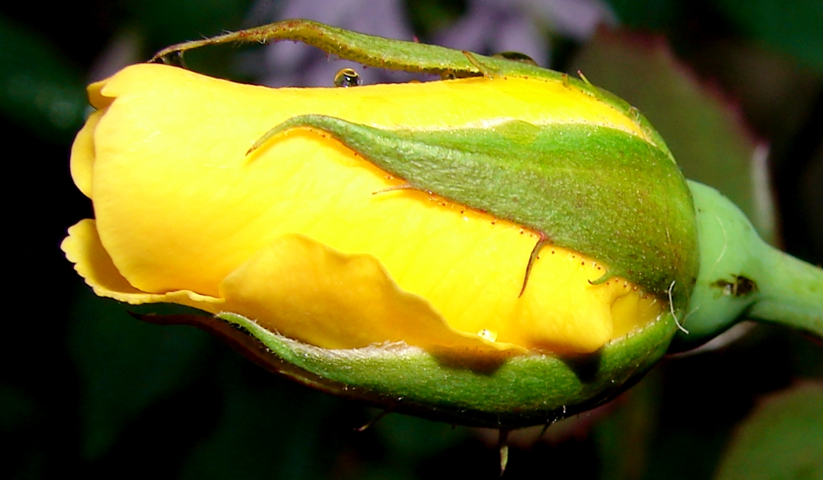 Yellow Rose Bud Macro 2