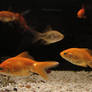 Fantail Goldfish Fish Aquarium