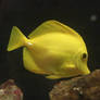 Yellow Tang Fish Aquarium