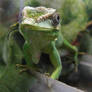 Green Cuban Anole Lizard