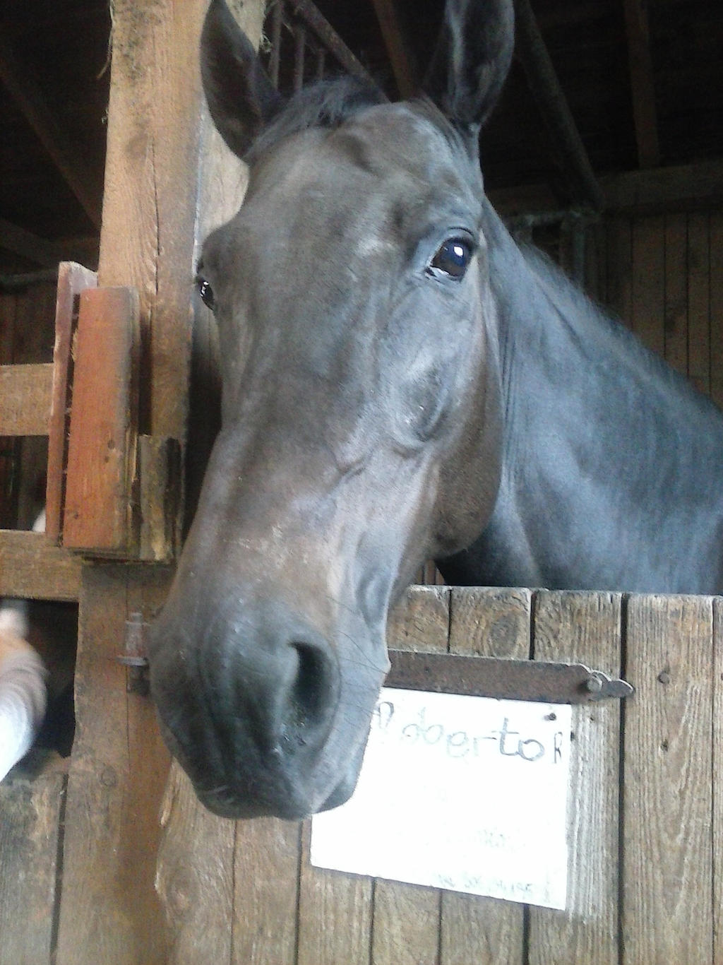 Roberto R by Kanapkozaur on DeviantArt