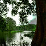 Tree And the River