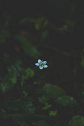 The Tatra Mountains / Flower