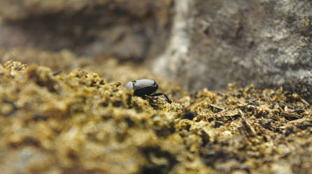 Dung beetle