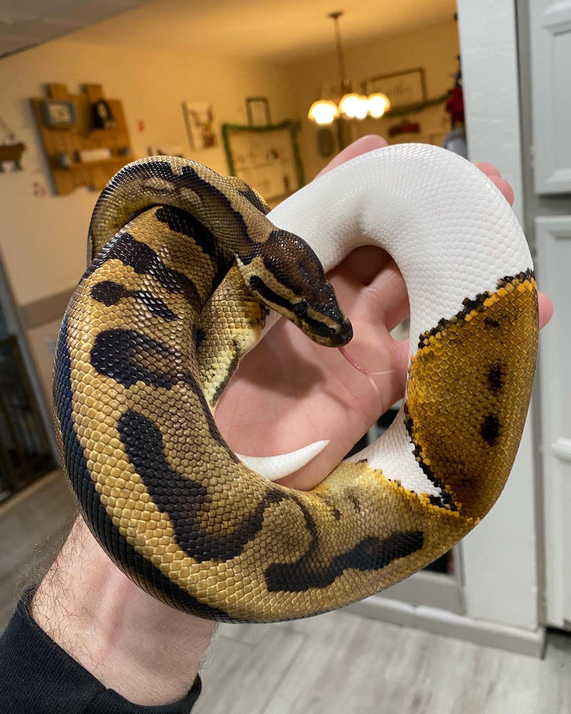 Wyatt the piebald ball python by nightswind on DeviantArt
