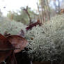 Plant Close-up