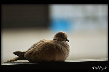 Streptopelia Decaocto