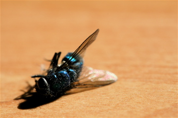 Bottle Fly