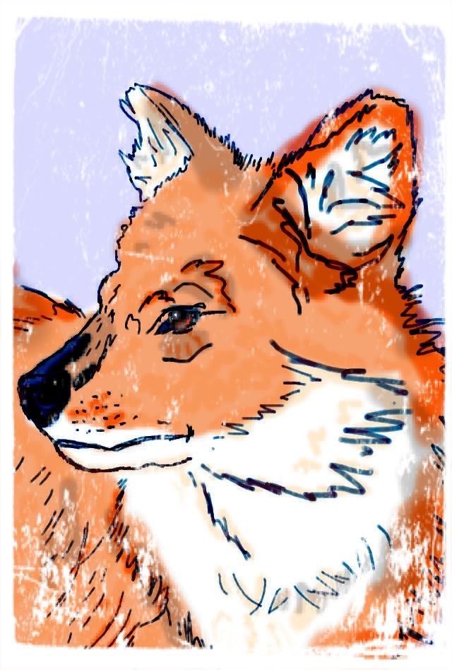 Dhole