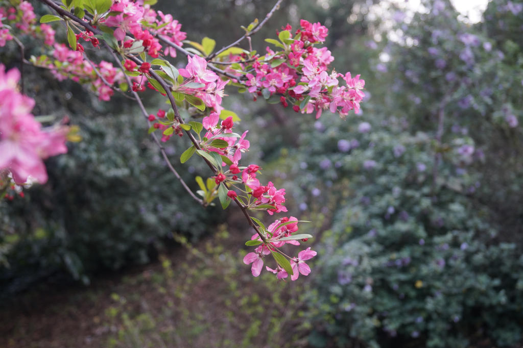 Pink Tree21 by RinNiwa24 on DeviantArt