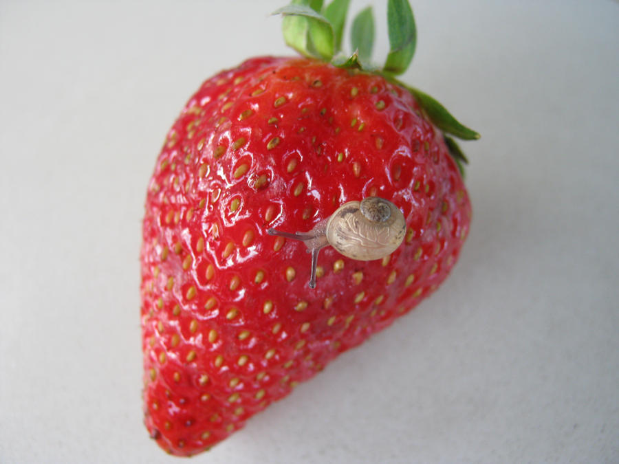 snail on the strawberry