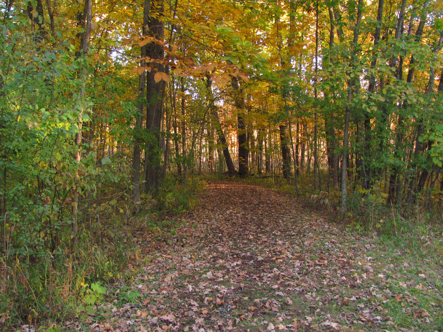 Path Less Traveled by nerdygirl96 on DeviantArt