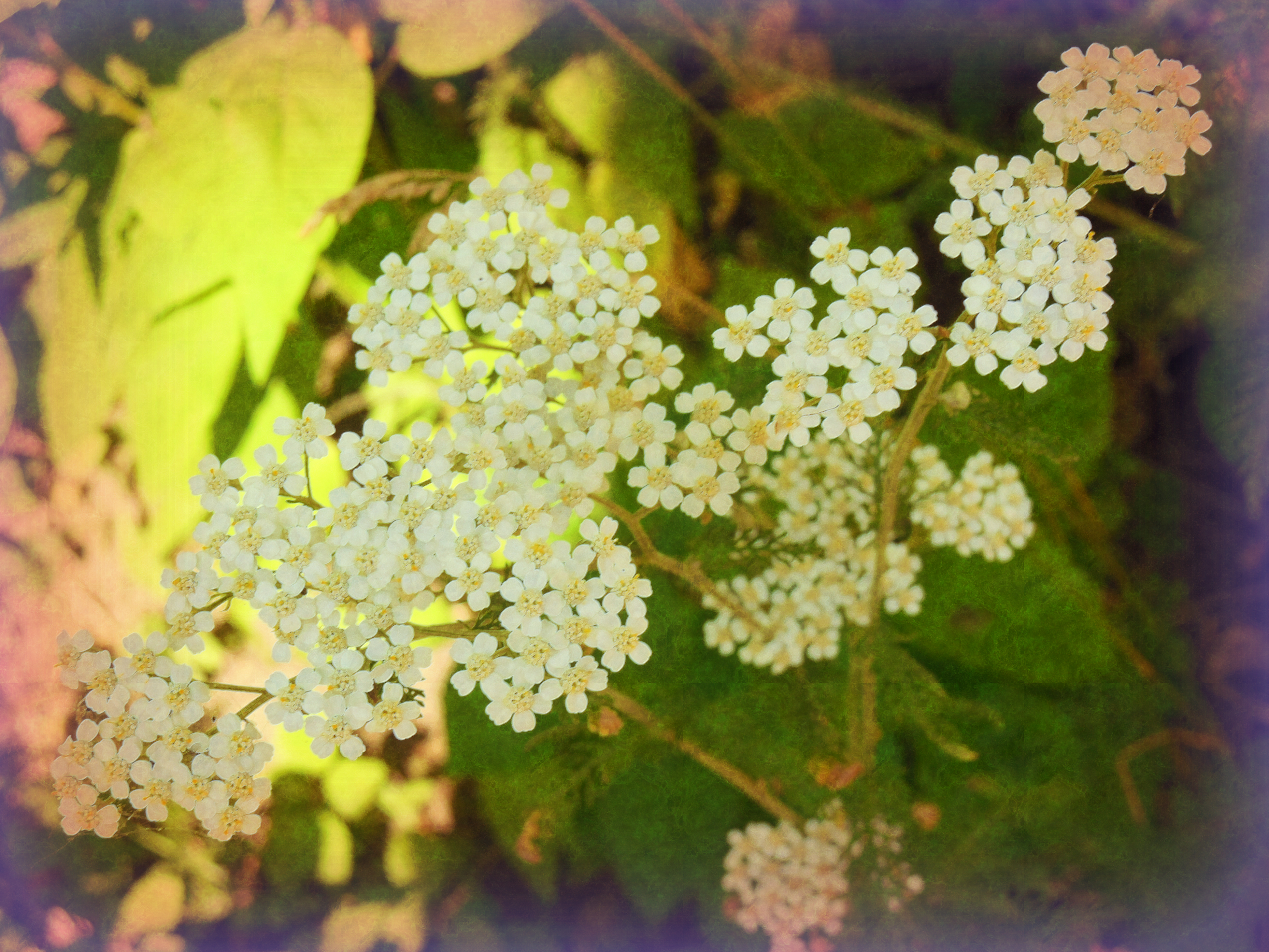 Mini Daisies