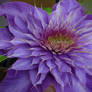 Clematis