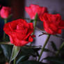 Roses gladden the heart