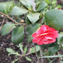 My camellia has a bloom