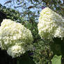 panicles Hortensie