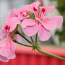 Hanging Geranium