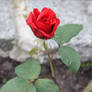 Proud red rose