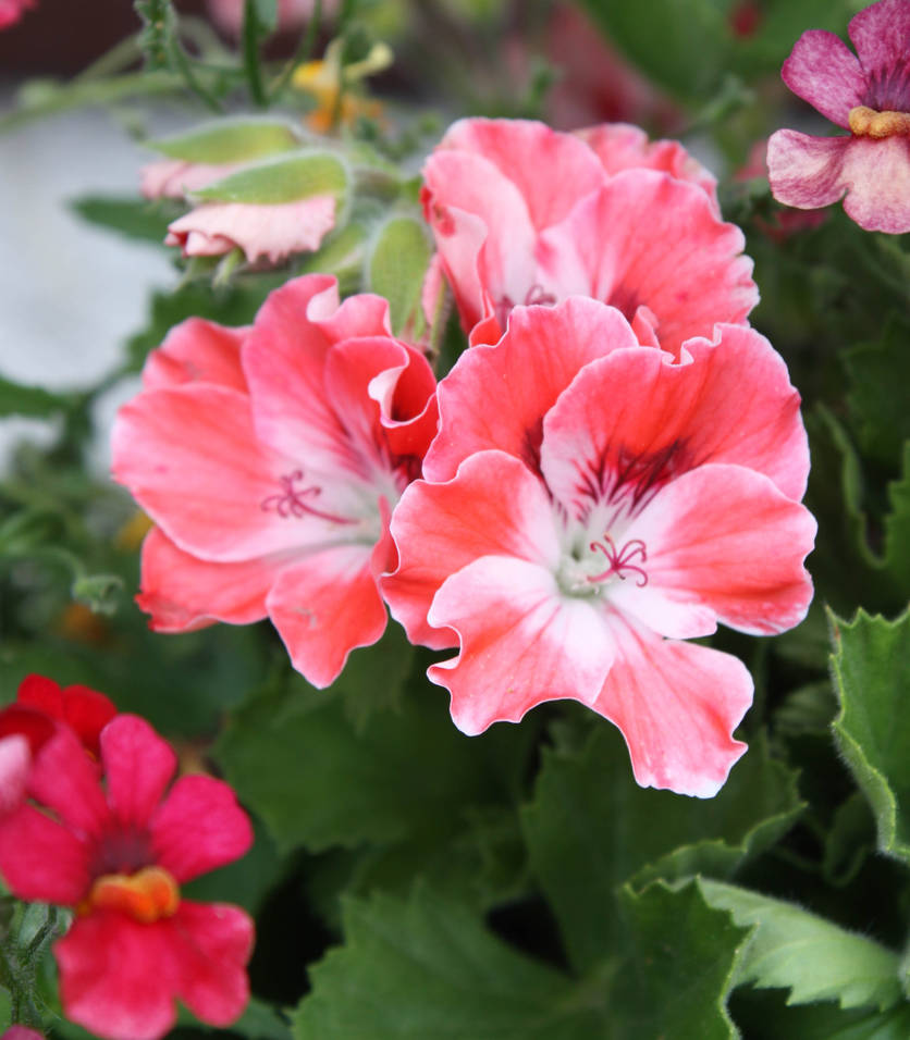 English geranium by GLO-HE English geranium by GLO-HE