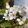 Tree blossom