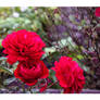 Red Roses in my Garden II