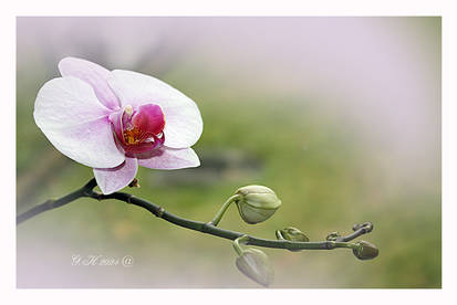 Orchid in view