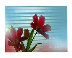 Bloomed tulips