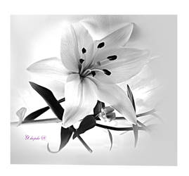 Flower lily