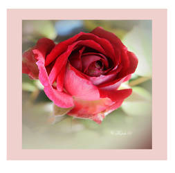 The proud Rose