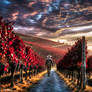 The-winemaker-in-his-vineyard-II