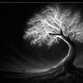 An-Ancient-Tree