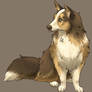 sheltie